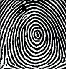 whorl